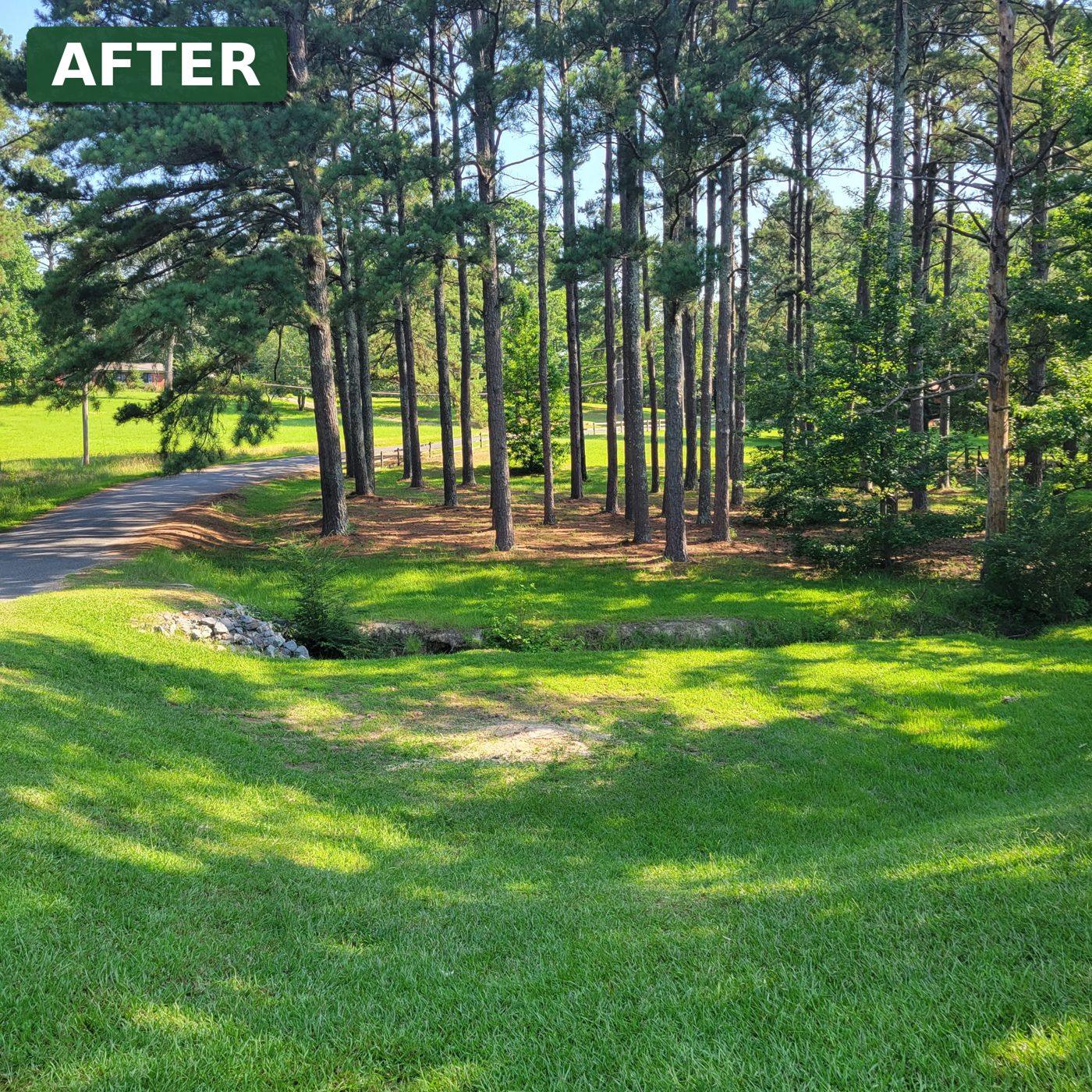 The same yard after the cypress was removed and the ground cleaned up