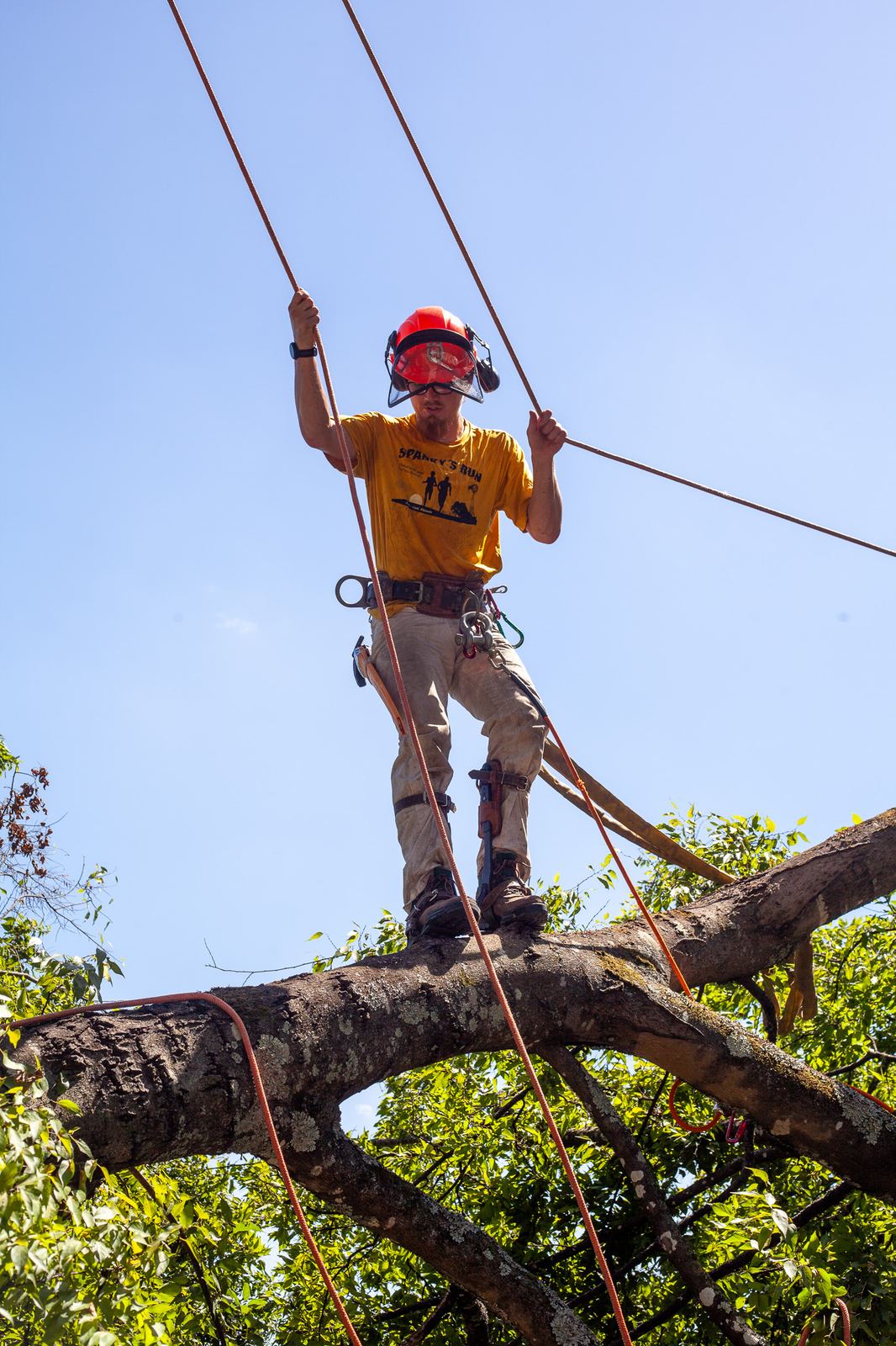 An arborist standing on a heavy limb, rope in hand
