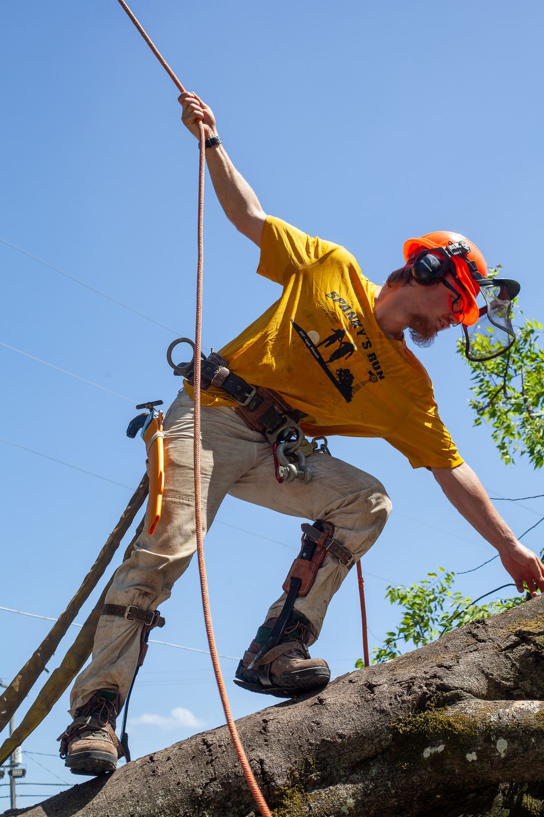 Skylar Drinka standing on a limb with a rigging line against a blue sky