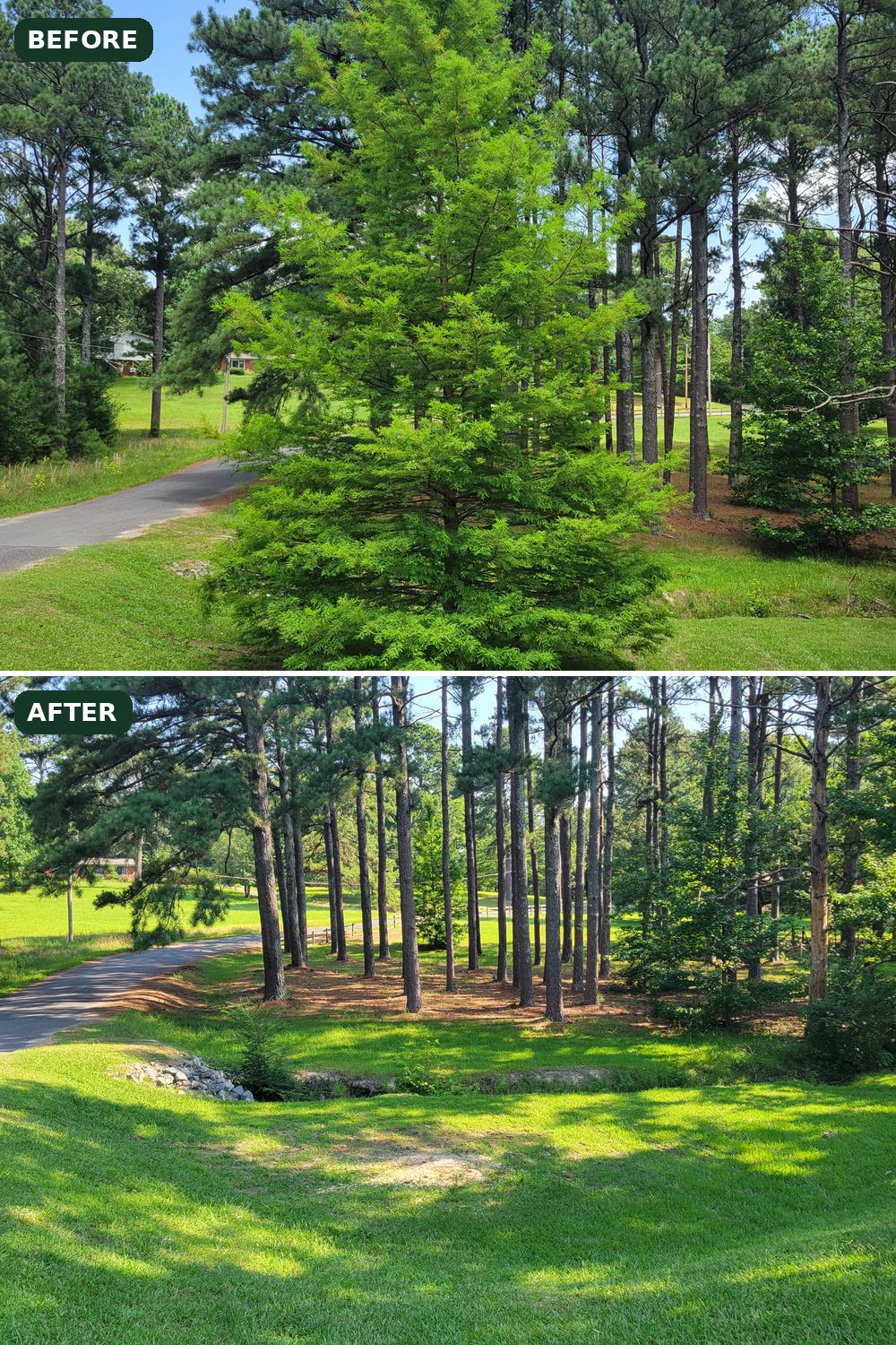 Before and after of a cypress removal beside a driveway in Pearcy